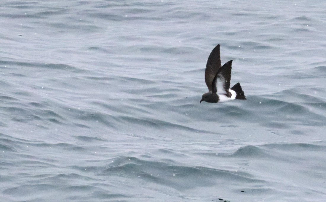 PLA23-25, Day 12,  IMG_3794.JPG©Unown Photographer - Oceanwide Expeditions.JPG