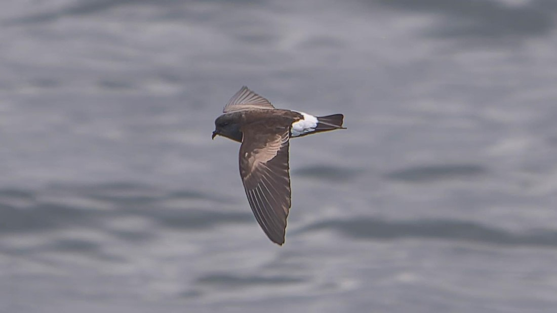 PLA23-25, Day 13,   Seabirds-AC.jpg©Andrew Crowder - Oceanwide Expeditions.jpg