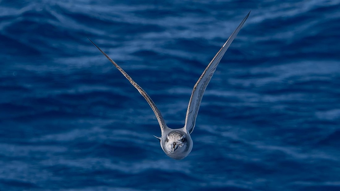 PLA23-25, Day 13,   Seabirds-AC-4.jpg©Andrew Crowder - Oceanwide Expeditions.jpg