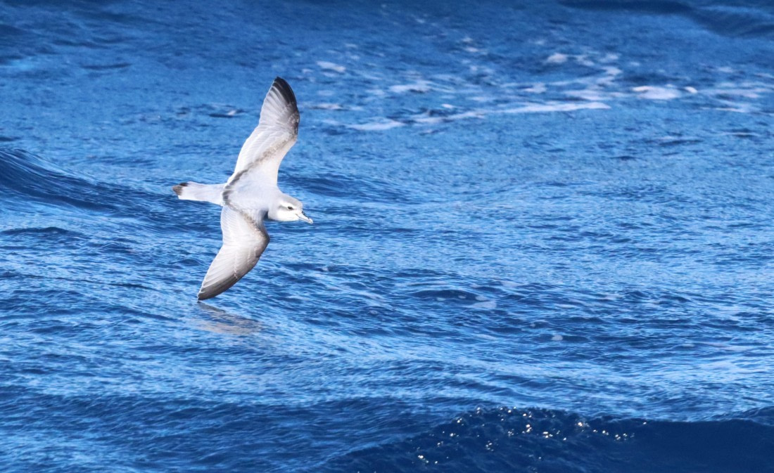 PLA23-25, Day 13,  IMG_3847.JPG©Unown Photographer - Oceanwide Expeditions.JPG