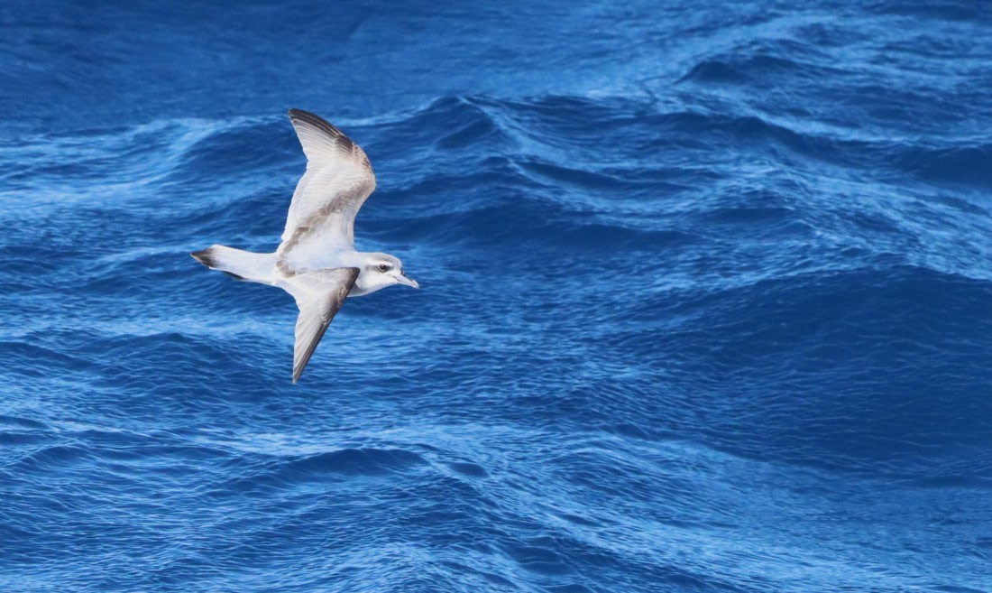 PLA23-25, Day 13,  IMG_3920.JPG©Unown Photographer - Oceanwide Expeditions.JPG