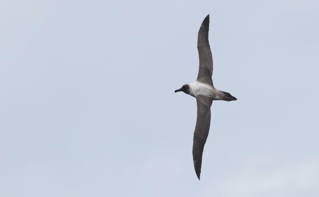 PLA23-25, Day 13,  IMG_4011.JPG©Unown Photographer - Oceanwide Expeditions.JPG