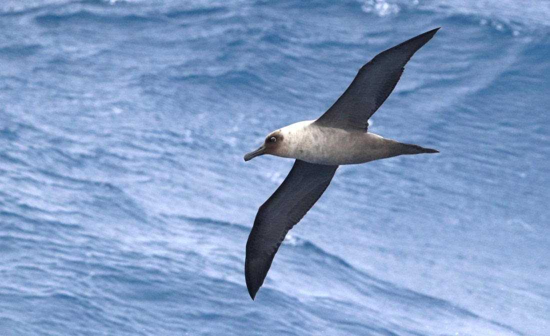 PLA23-25, Day 13,  IMG_4091.JPG©Unown Photographer - Oceanwide Expeditions.JPG