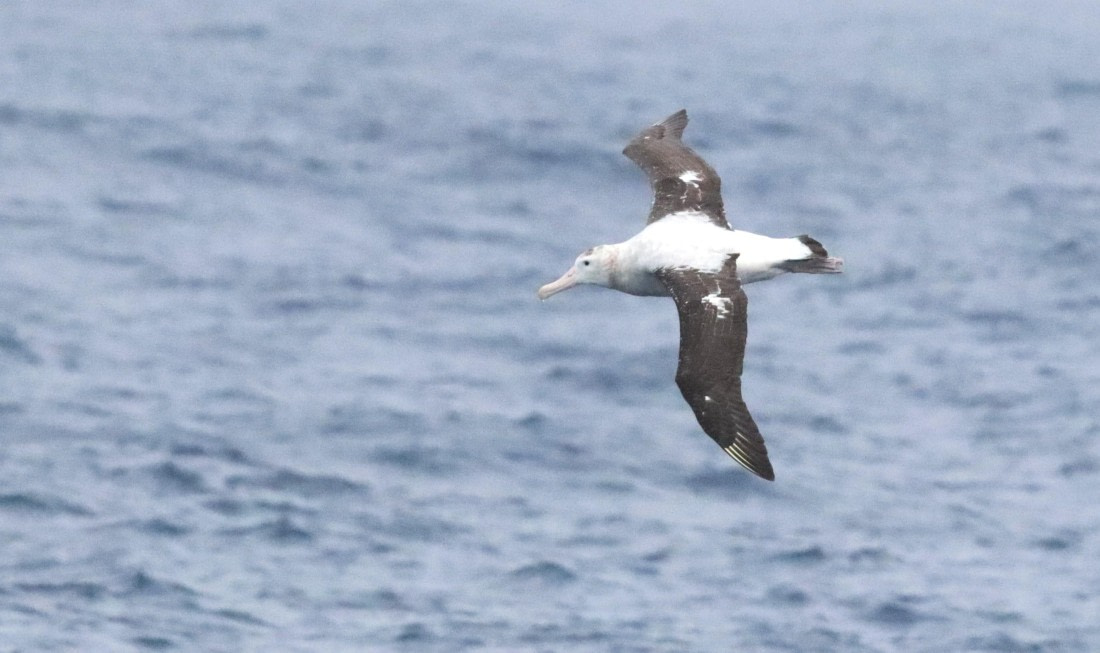 PLA23-25, Day 14,  IMG_4283.JPG©Unown Photographer - Oceanwide Expeditions.JPG