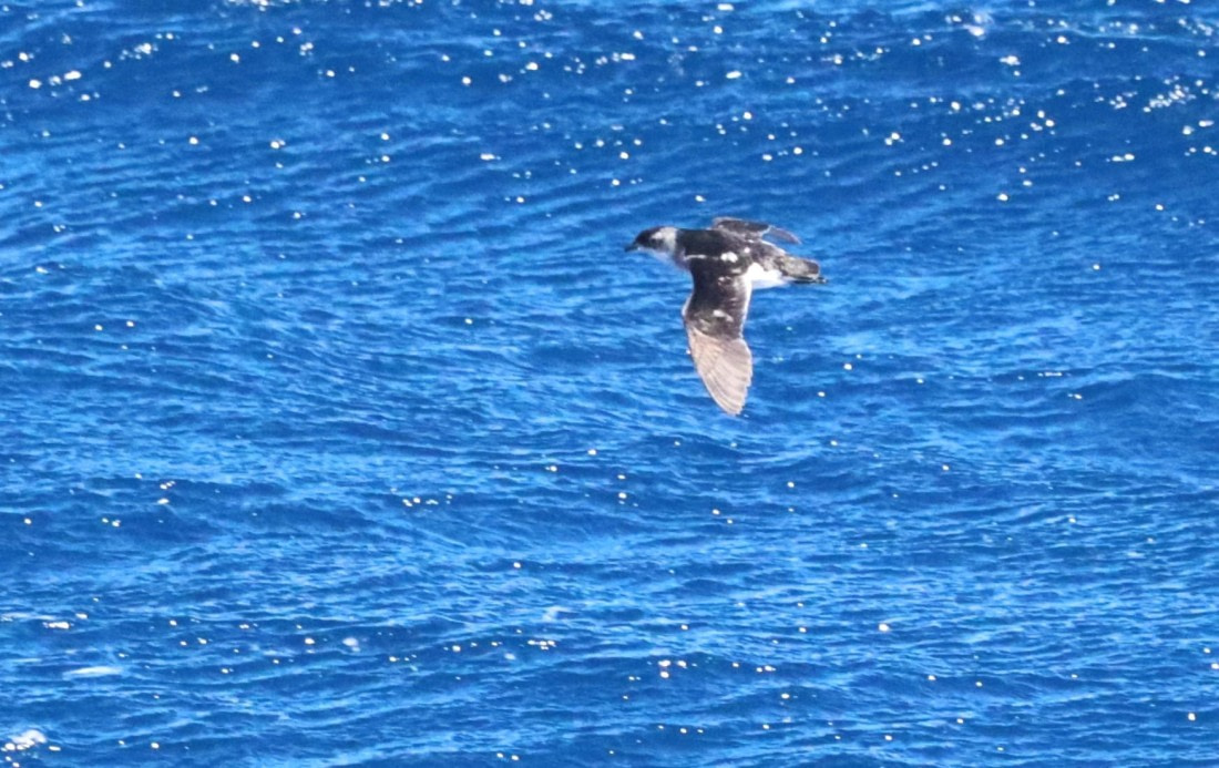 PLA23-25, Day 14,  IMG_4350.JPG©Unown Photographer - Oceanwide Expeditions.JPG