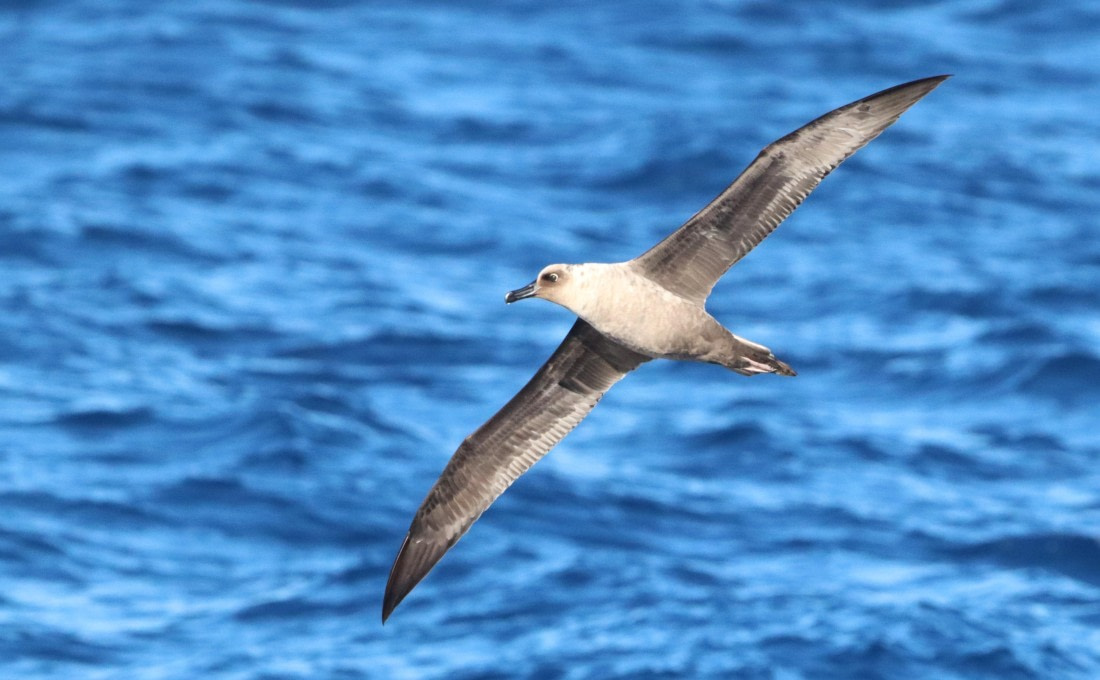 PLA23-25, Day 14,  IMG_4436.JPG©Unown Photographer - Oceanwide Expeditions.JPG