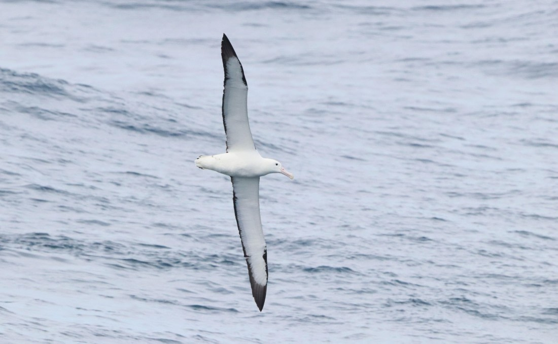 PLA23-25, Day 15,  IMG_4581.JPG©Unown Photographer - Oceanwide Expeditions.JPG