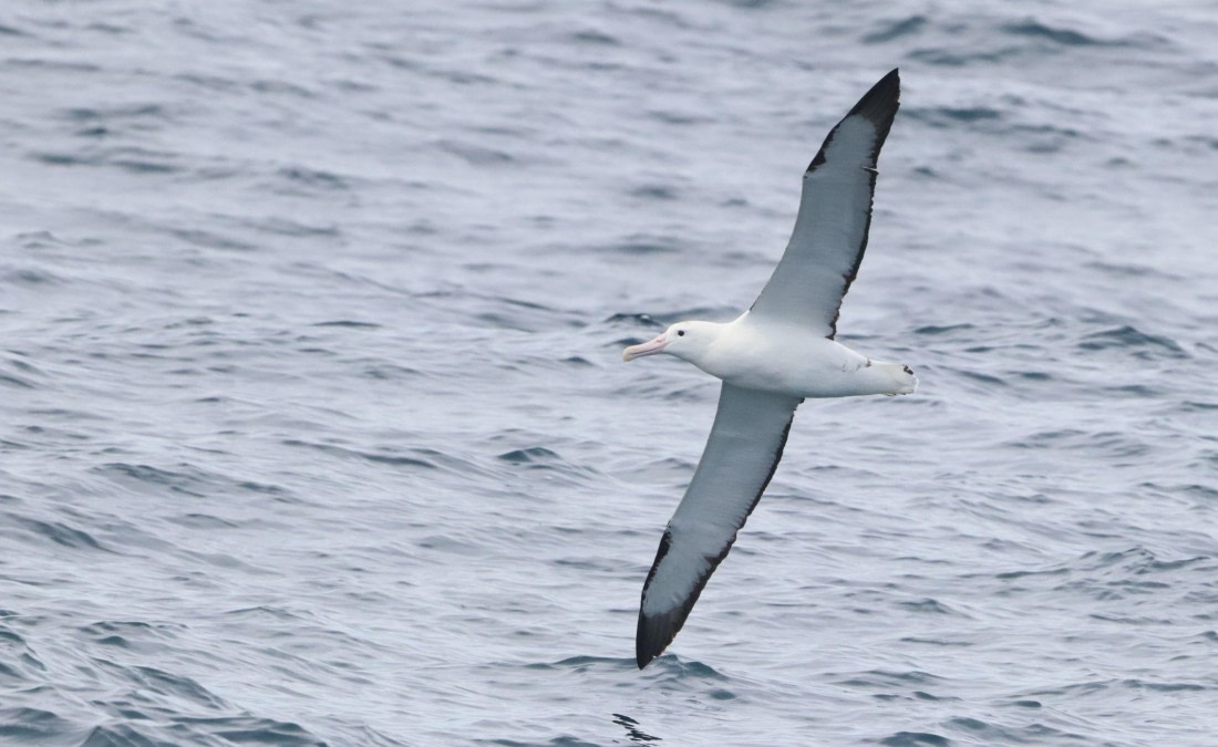 PLA23-25, Day 15,  IMG_4604.JPG©Unown Photographer - Oceanwide Expeditions.JPG