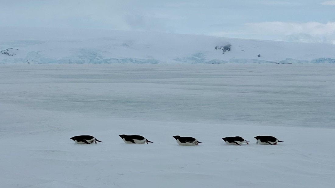 OTL24-25, Day 4, IMG_7574.jpeg © Allan White - Oceanwide Expeditions.jpeg