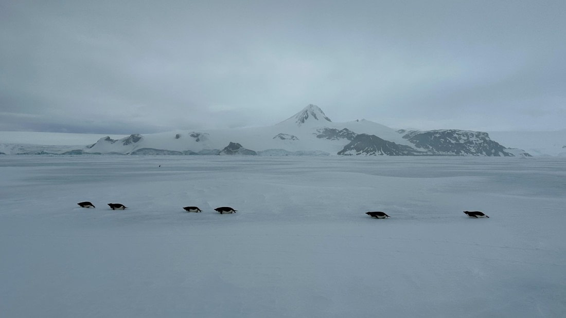 OTL24-25, Day 4, IMG_7578.jpeg © Allan White - Oceanwide Expeditions.jpeg