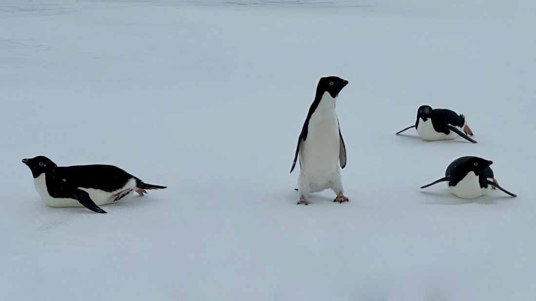 OTL24-25, Day 4, IMG_7595.jpeg © Allan White - Oceanwide Expeditions.jpeg