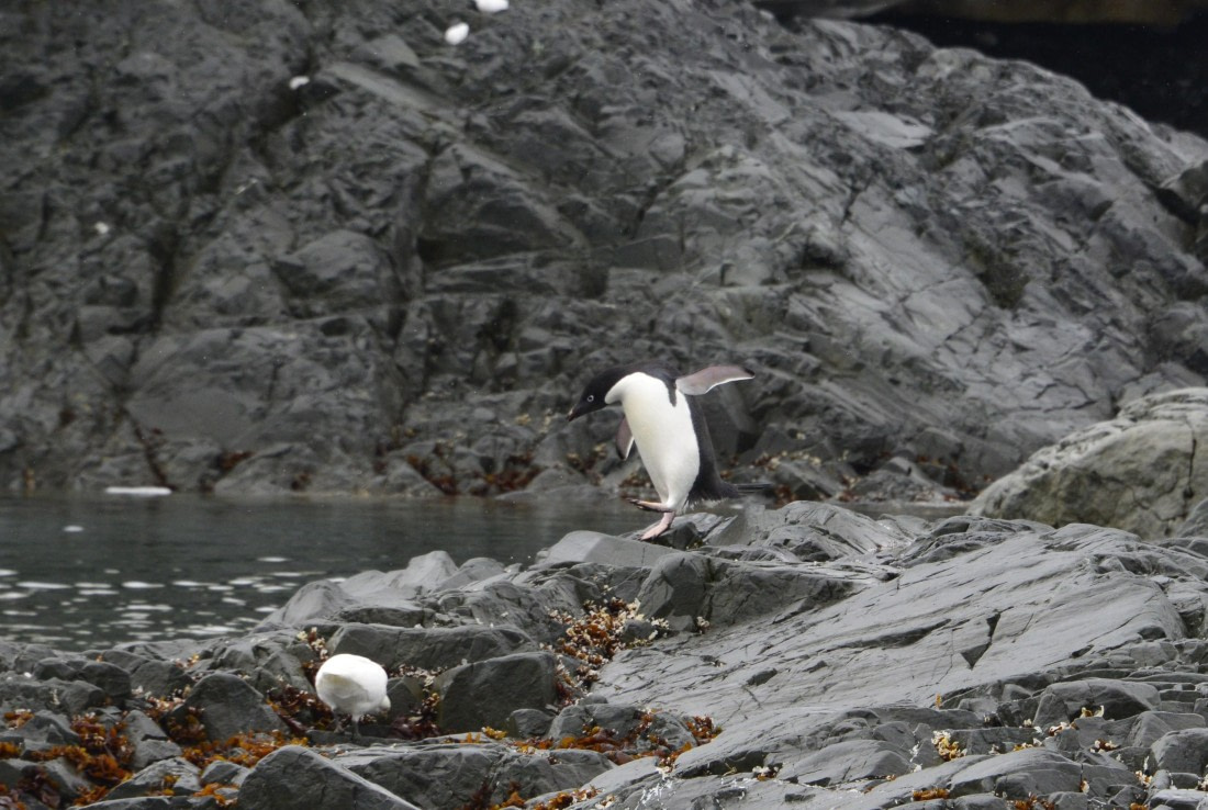 OTL24-25, Day 4, Gary 4Dec-Kinnes Cove Adelie.JPG © Gary Miller - Oceanwide Expeditions.JPG