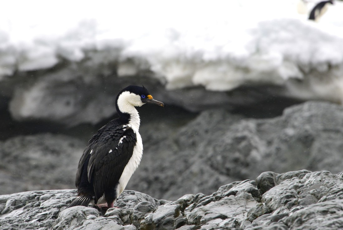 OTL24-25, Day 4, Gary 4Dec-Kinnes Cove Shag.JPG © Gary Miller - Oceanwide Expeditions.JPG