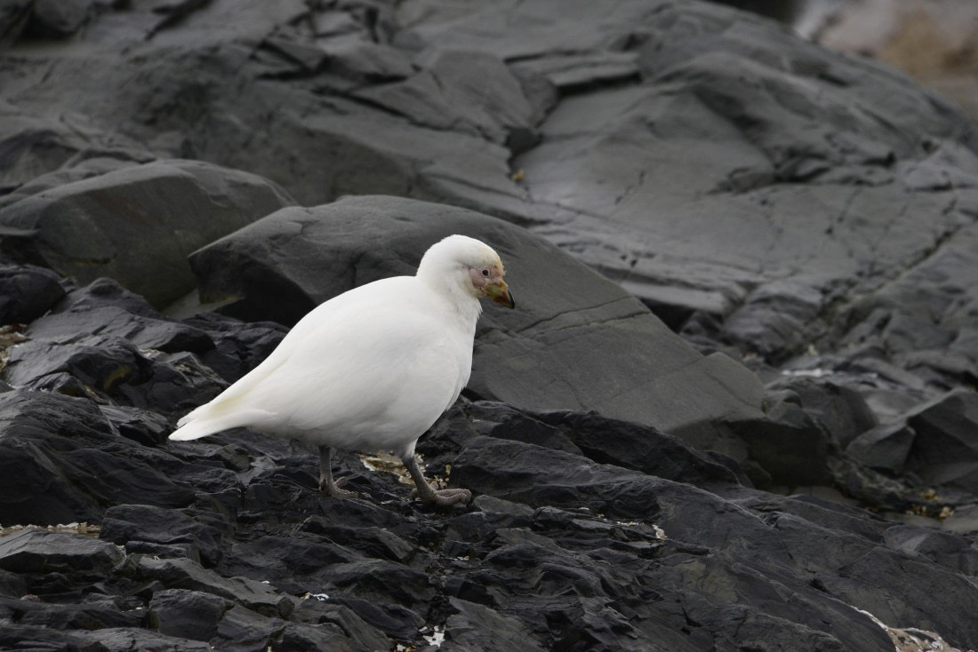OTL24-25, Day 4, Gary 4Dec-Kinnes Cove Sheathbill.JPG © Gary Miller - Oceanwide Expeditions.JPG