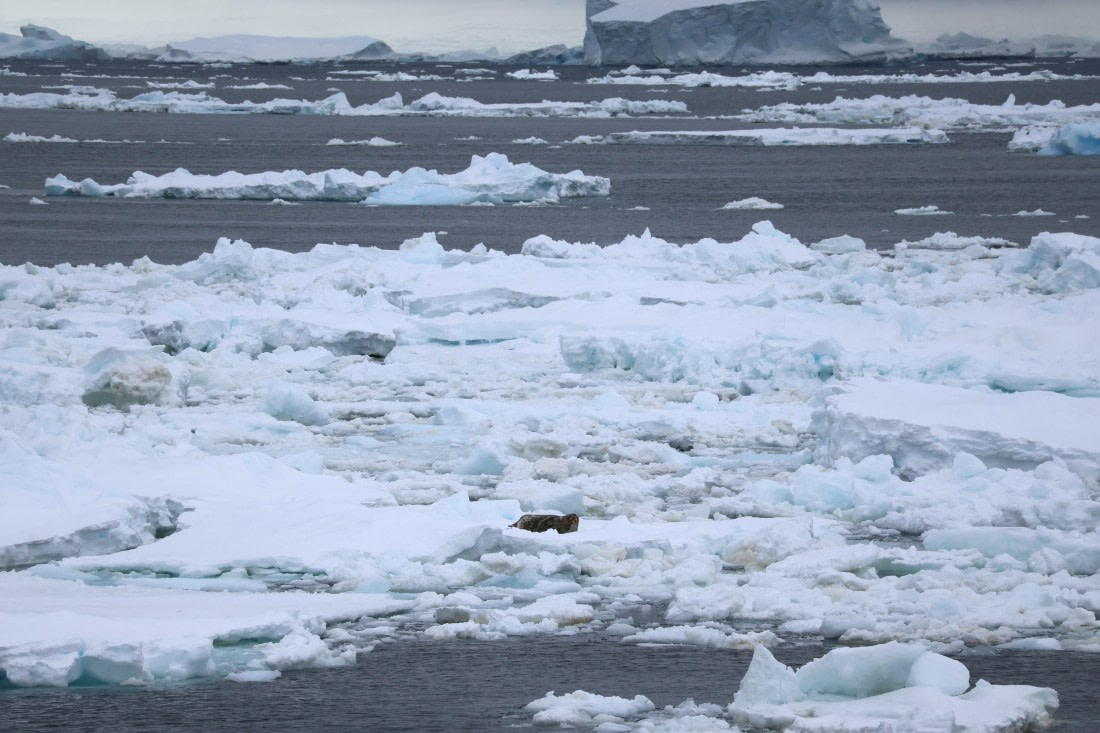 OTL24-25, Day 4, IMG_7507.JPG © Beth Hitchcock - Oceanwide Expeditions.JPG