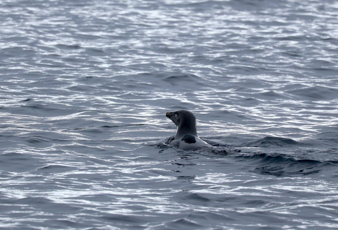 OTL24-25, Day 4, IMG_7550.JPG © Beth Hitchcock - Oceanwide Expeditions.JPG