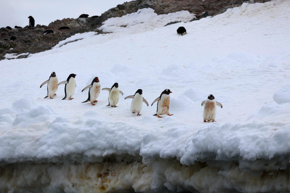 OTL24-25, Day 4, IMG_7577.JPG © Beth Hitchcock - Oceanwide Expeditions.JPG