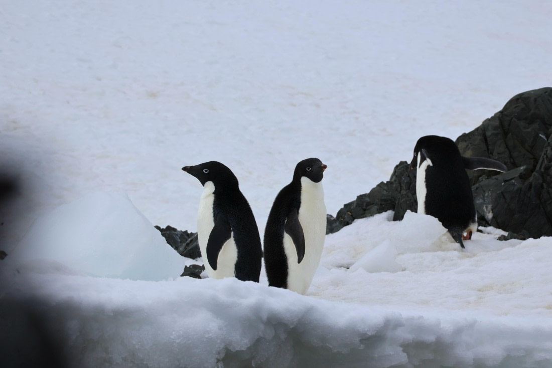 OTL24-25, Day 4, IMG_7580.JPG © Beth Hitchcock - Oceanwide Expeditions.JPG