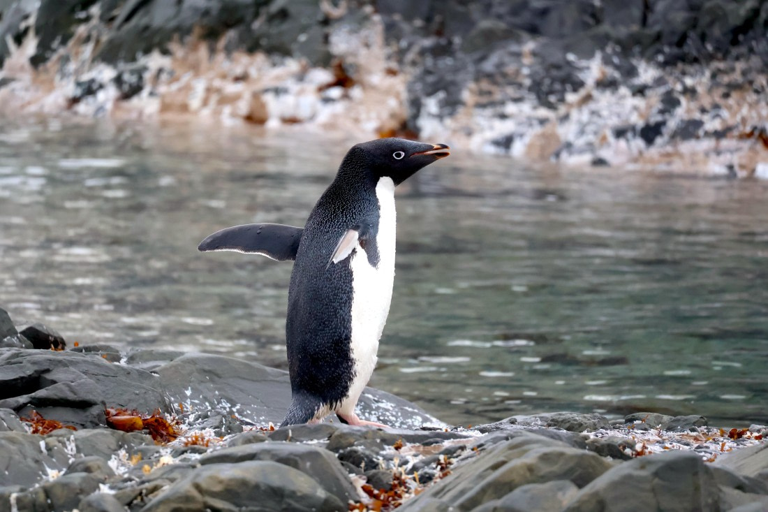 OTL24-25, Day 4, IMG_7632.JPG © Beth Hitchcock - Oceanwide Expeditions.JPG