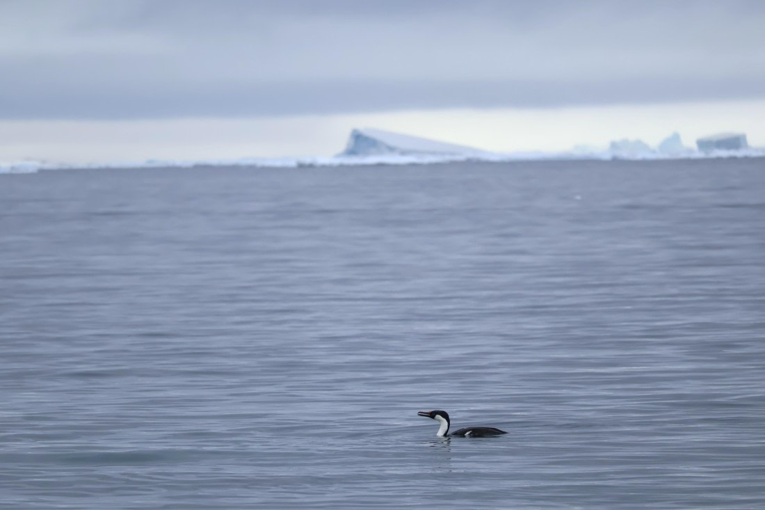 OTL24-25, Day 4, IMG_7679.JPG © Beth Hitchcock - Oceanwide Expeditions.JPG