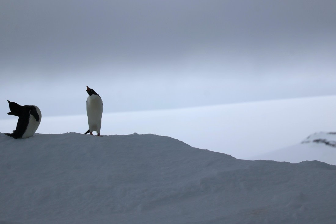 OTL24-25, Day 4, IMG_7700.JPG © Beth Hitchcock - Oceanwide Expeditions.JPG