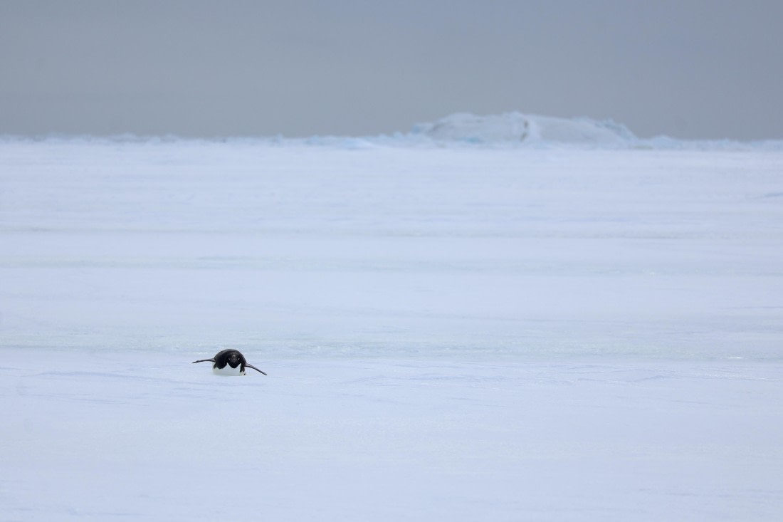 OTL24-25, Day 4, IMG_7756.JPG © Beth Hitchcock - Oceanwide Expeditions.JPG