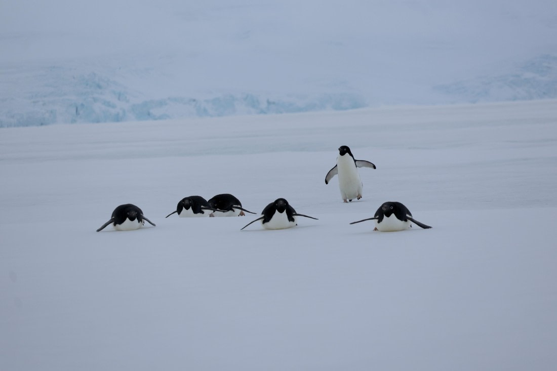 OTL24-25, Day 4, IMG_7772.JPG © Beth Hitchcock - Oceanwide Expeditions.JPG