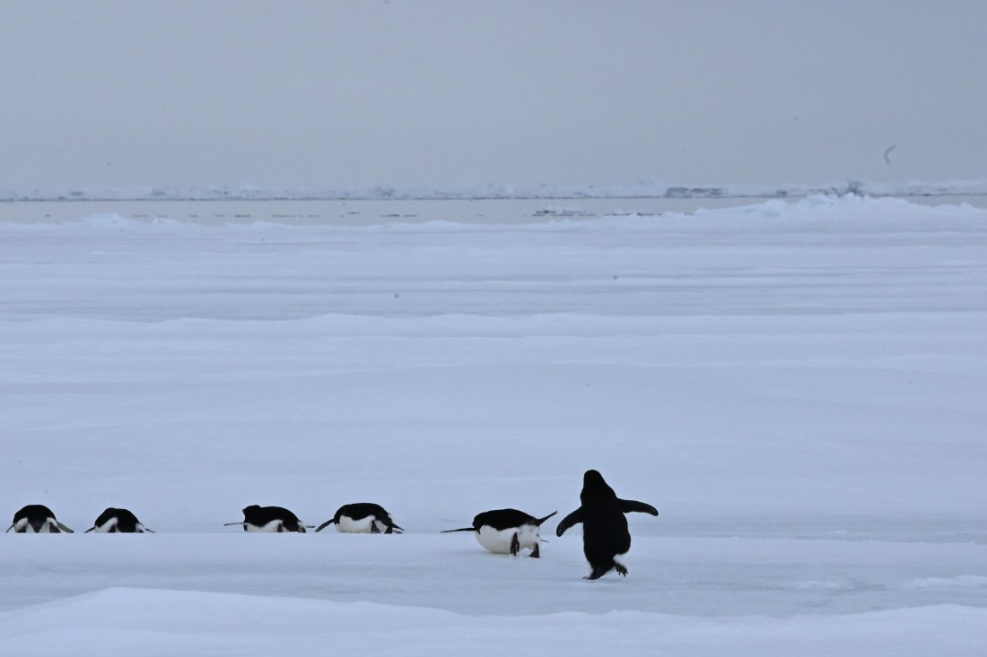 OTL24-25, Day 4, SAS_4482.JPG © Saskia van der Meij - Oceanwide Expeditions.JPG