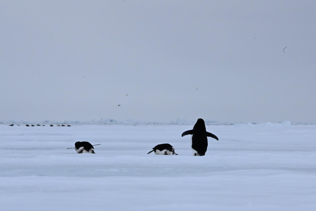 OTL24-25, Day 4, SAS_4485.JPG © Saskia van der Meij - Oceanwide Expeditions.JPG