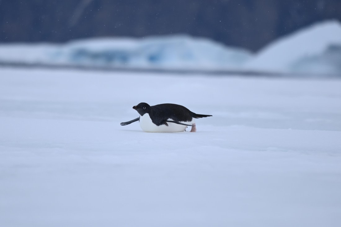 OTL24-25, Day 4, SAS_4510.JPG © Saskia van der Meij - Oceanwide Expeditions.JPG