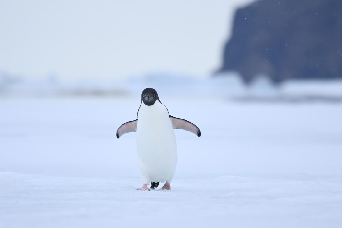 OTL24-25, Day 4, SAS_4512.JPG © Saskia van der Meij - Oceanwide Expeditions.JPG