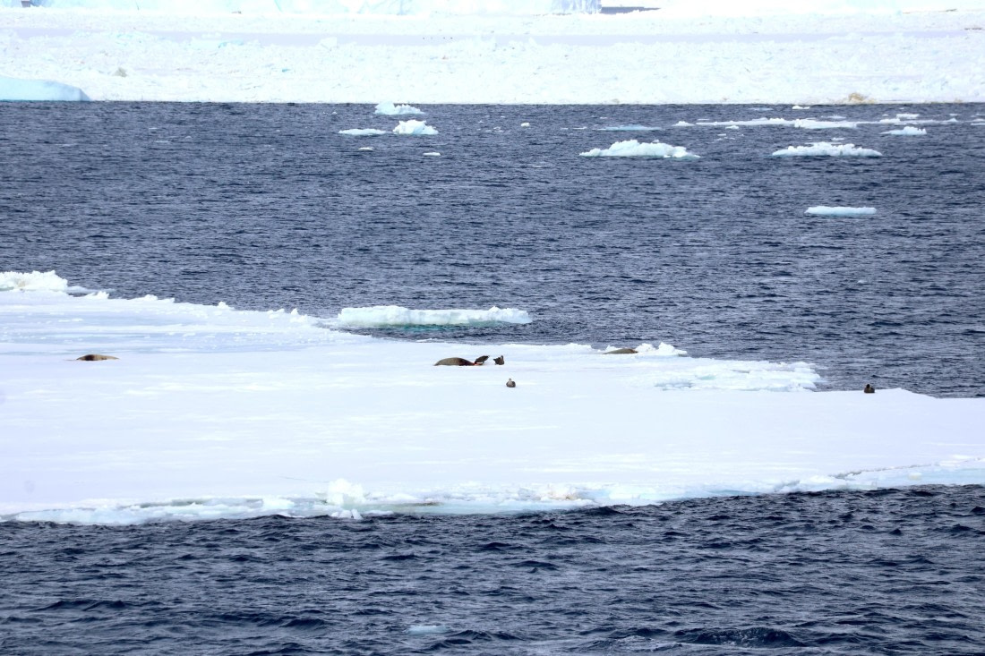 OTL24-25, Day 5, IMG_7812.JPG © Beth Hitchcock - Oceanwide Expeditions.JPG