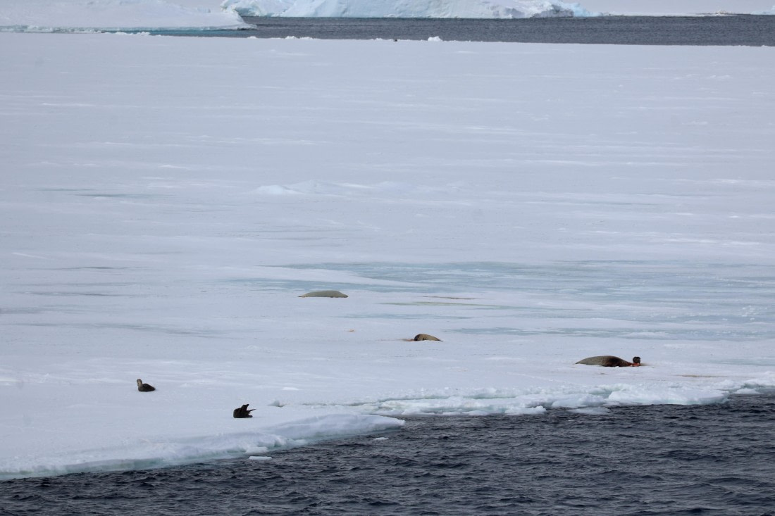 OTL24-25, Day 5, IMG_7817.JPG © Beth Hitchcock - Oceanwide Expeditions.JPG