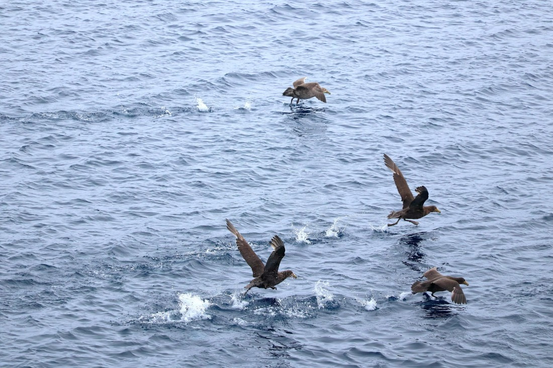 OTL24-25, Day 5, IMG_7861.JPG © Beth Hitchcock - Oceanwide Expeditions.JPG