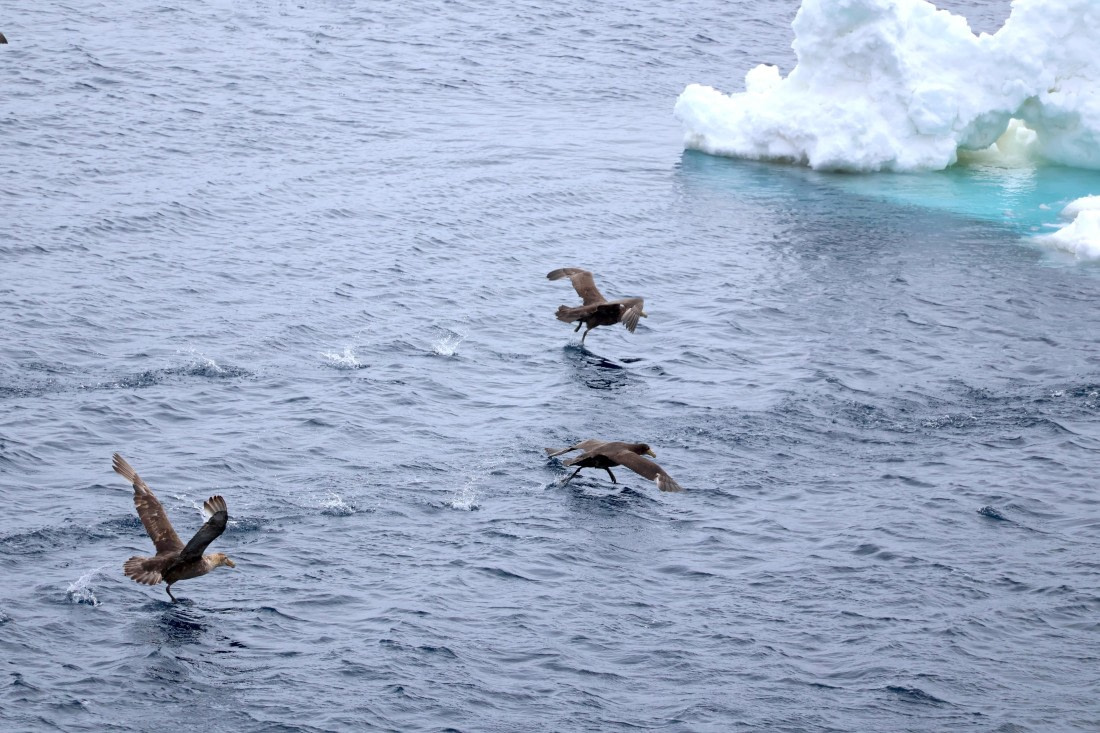 OTL24-25, Day 5, IMG_7863.JPG © Beth Hitchcock - Oceanwide Expeditions.JPG