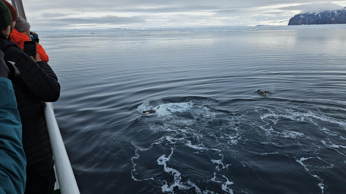 OTL24-25, Day 6, 20251207_074943.jpg © Saskia van der Meij - Oceanwide Expeditions.jpg