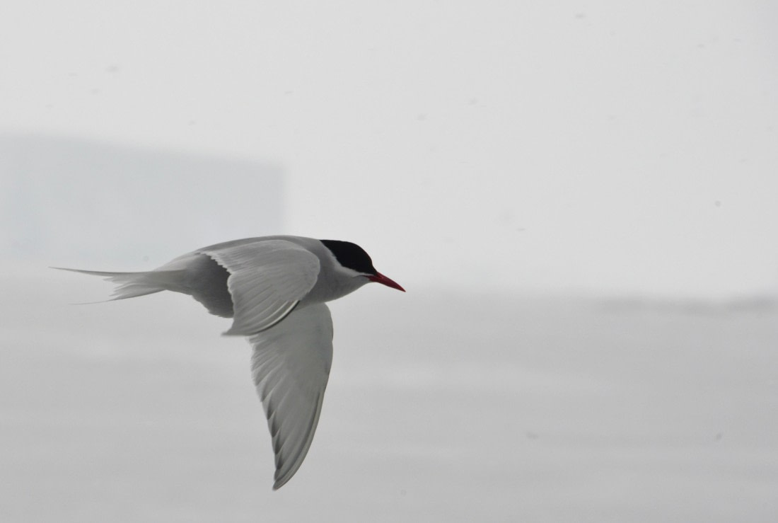 OTL24-25, Day 6, Gary 6Dec-Ant Tern.JPG © Gary Miller - Oceanwide Expeditions.JPG