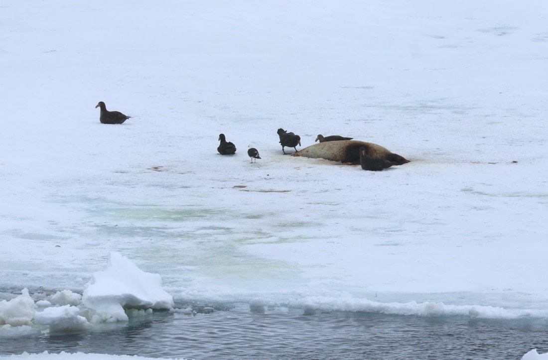 OTL24-25, Day 6, IMG_7935.JPG © Beth Hitchcock - Oceanwide Expeditions.JPG