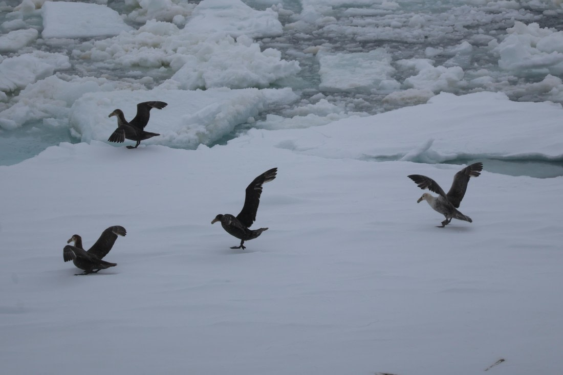 OTL24-25, Day 6, IMG_7939.JPG © Beth Hitchcock - Oceanwide Expeditions.JPG