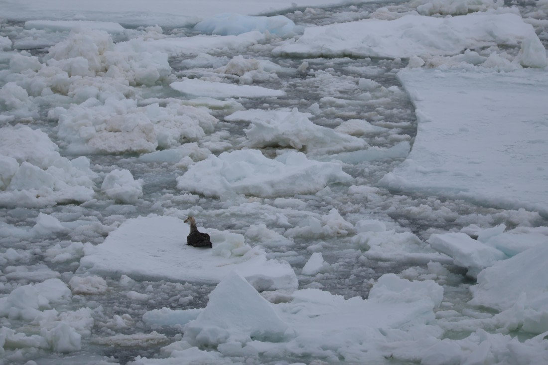 OTL24-25, Day 6, IMG_7941.JPG © Beth Hitchcock - Oceanwide Expeditions.JPG