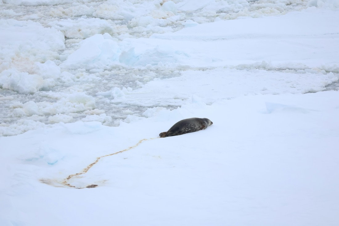 OTL24-25, Day 6, IMG_7947.JPG © Beth Hitchcock - Oceanwide Expeditions.JPG