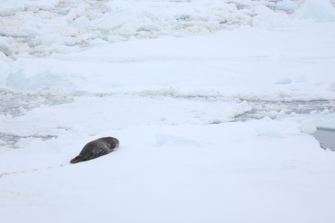 OTL24-25, Day 6, IMG_7948.JPG © Beth Hitchcock - Oceanwide Expeditions.JPG