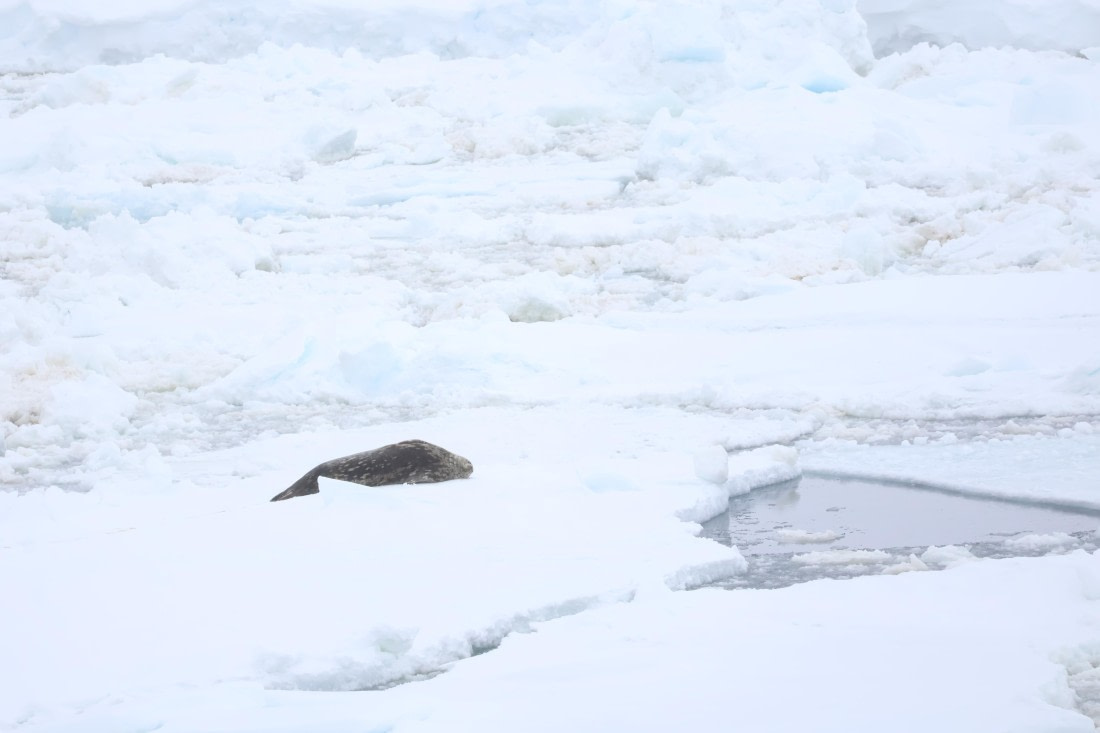 OTL24-25, Day 6, IMG_7953.JPG © Beth Hitchcock - Oceanwide Expeditions.JPG