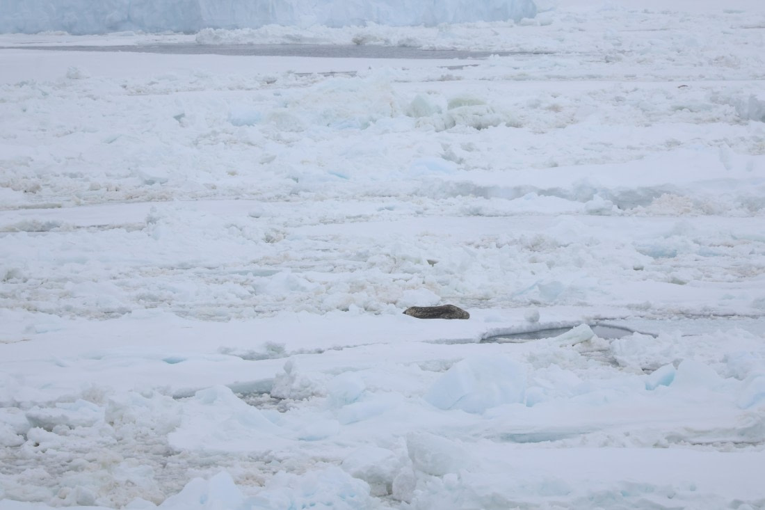 OTL24-25, Day 6, IMG_7955.JPG © Beth Hitchcock - Oceanwide Expeditions.JPG