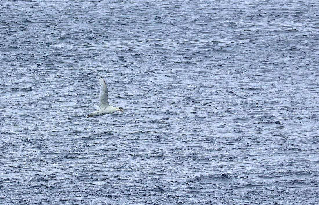 OTL24-25, Day 6, IMG_7962.JPG © Beth Hitchcock - Oceanwide Expeditions.JPG