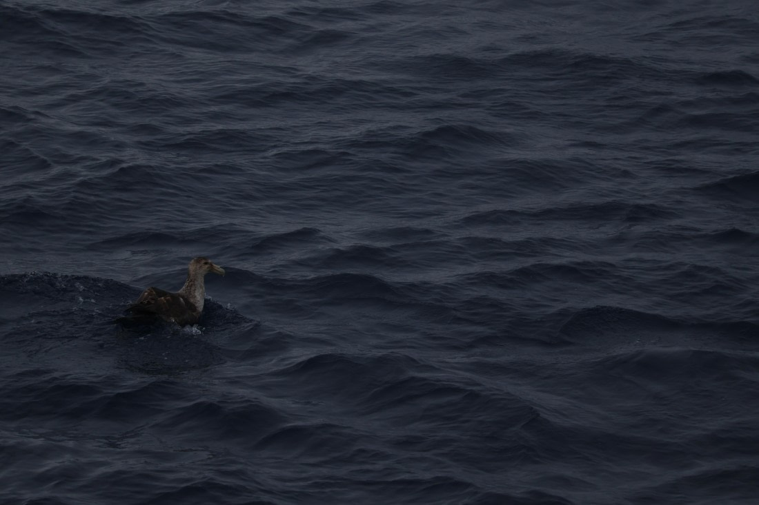 OTL24-25, Day 6, IMG_7965.JPG © Beth Hitchcock - Oceanwide Expeditions.JPG