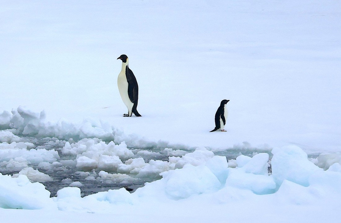 OTL24-25, Day 6, IMG_7993.JPG © Beth Hitchcock - Oceanwide Expeditions.JPG