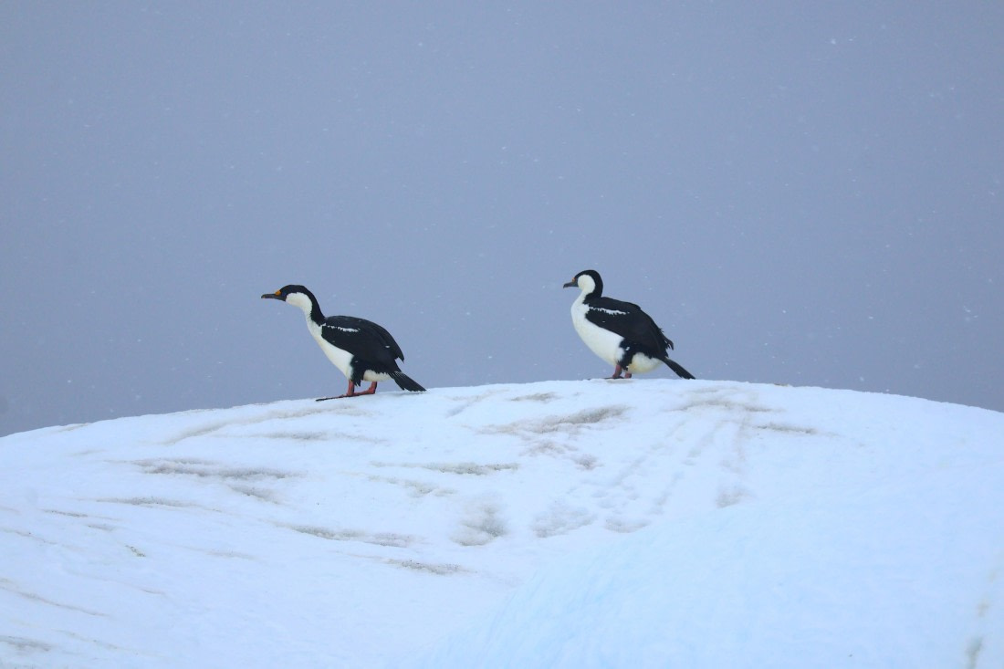 OTL24-25, Day 6, IMG_8040.JPG © Beth Hitchcock - Oceanwide Expeditions.JPG