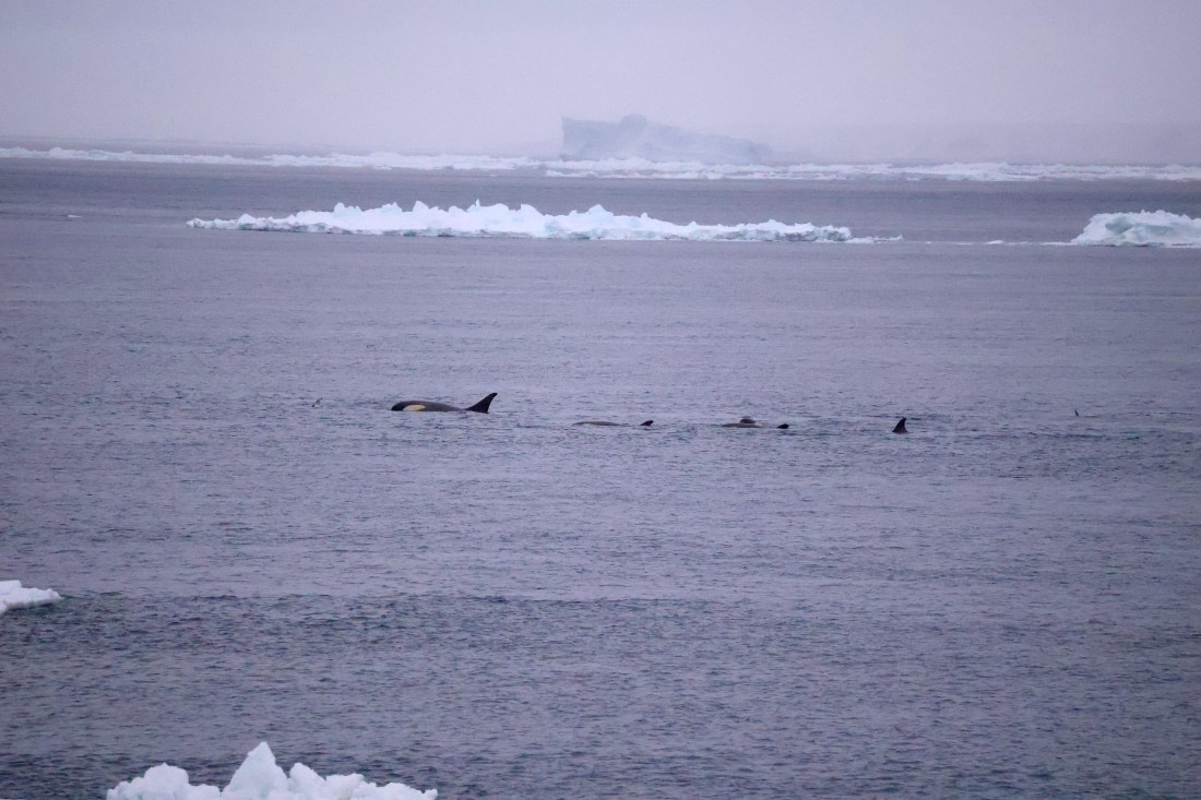 OTL24-25, Day 6, IMG_8071.JPG © Beth Hitchcock - Oceanwide Expeditions.JPG