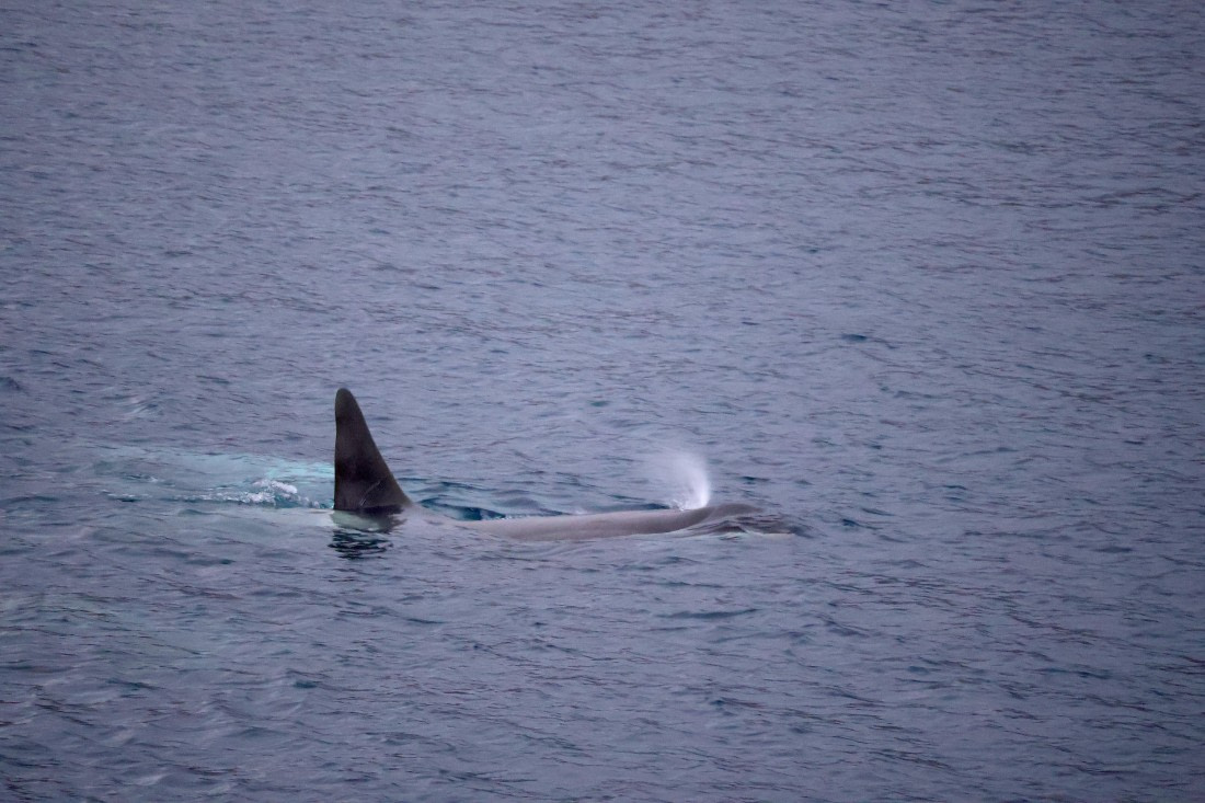 OTL24-25, Day 6, IMG_8095.JPG © Beth Hitchcock - Oceanwide Expeditions.JPG